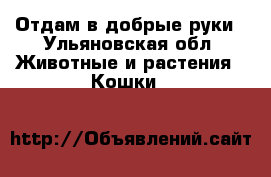  Отдам в добрые руки - Ульяновская обл. Животные и растения » Кошки   